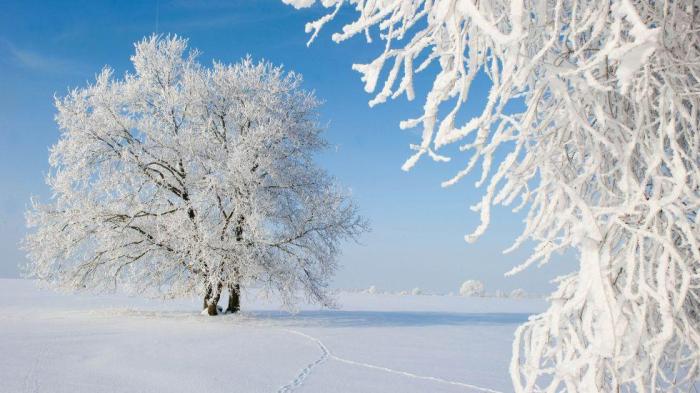 hoarfrost-germany-tree-getty_980x551
