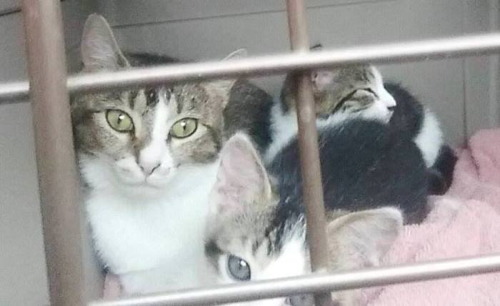 River, A&amp;R Carrier 1a