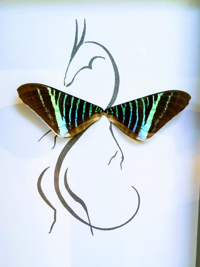 Isms Butterfly Art 04